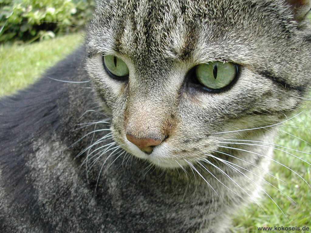 Gatti (387)